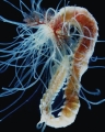 Nicolea qingdaoensis