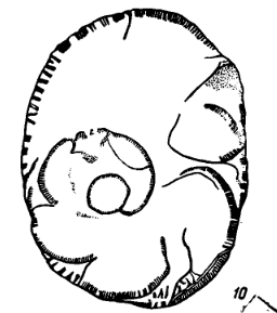 Bradyina shikhanica Morozova, 1949