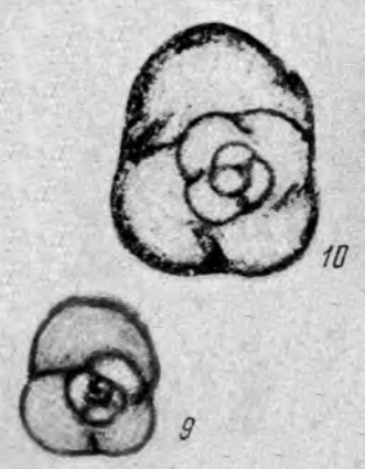 Pseudobradyina pulchra Reitlinger, 1950