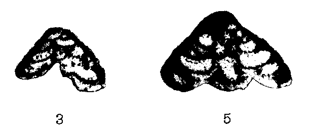 Tetrataxis parviconica Lee &amp; Chen, 1930
