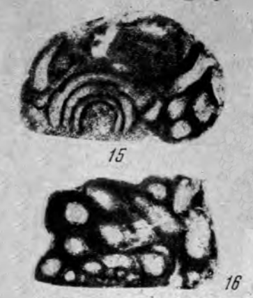 Tolypammina complicata Reitlinger, 1950