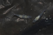 Caridina tashanica, author: Yaser Fatemi & Mohammad-Javad Malek Hosseini