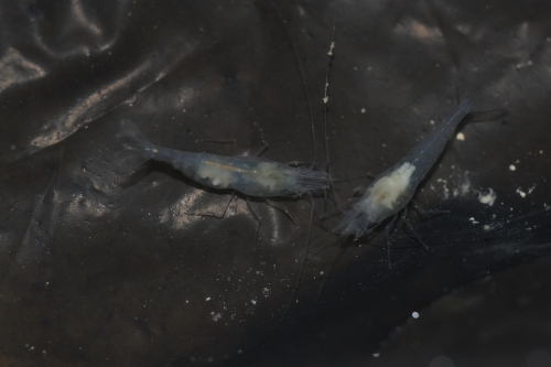 Caridina tashanica