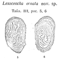 Loxoconcha ornata Schneider, 1939 from the original description