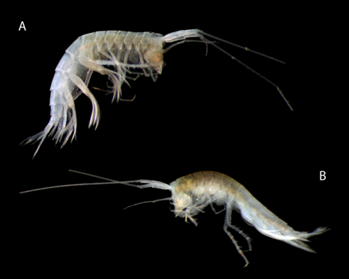Mirabestia maisie