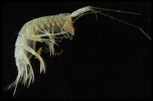 Mirabestia maisie