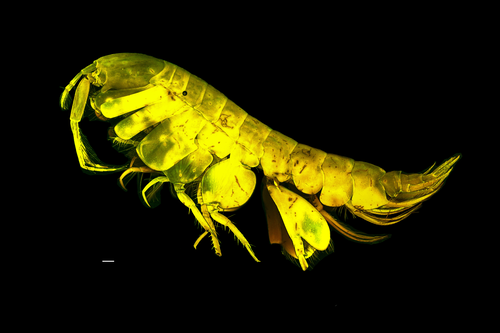 Byblisoides jazdzewskae