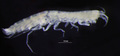 Eperopeus vermiculatus