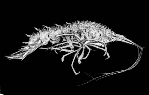 Pseudolepechinella apricity