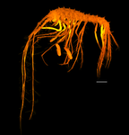 Lepechinelloides polymetallica