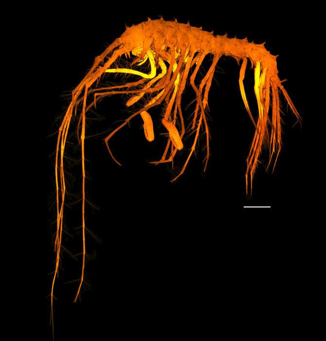 Lepechinelloides polymetallica