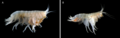 Elimedon breviclunis