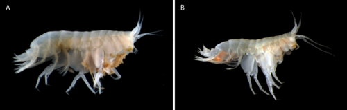 Elimedon breviclunis