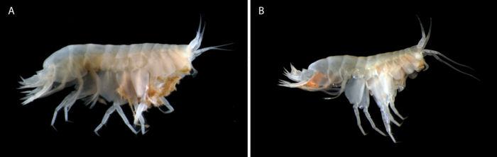 Elimedon breviclunis