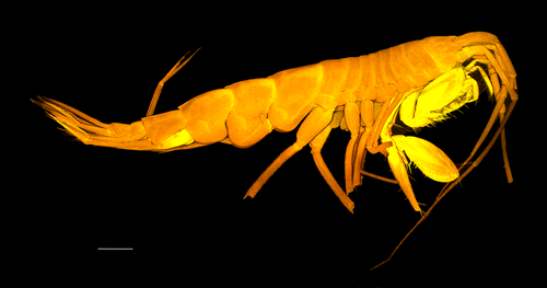 Rhachotropis laure
