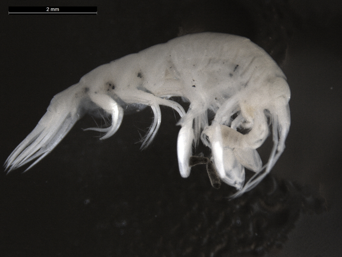 Cleonardo compassionate