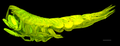 Rhachotropis clarionclippertoni
