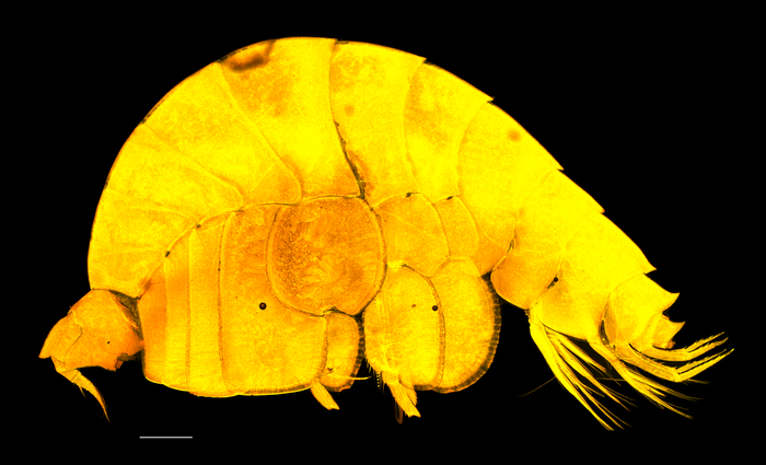 Lepidepecreum myla