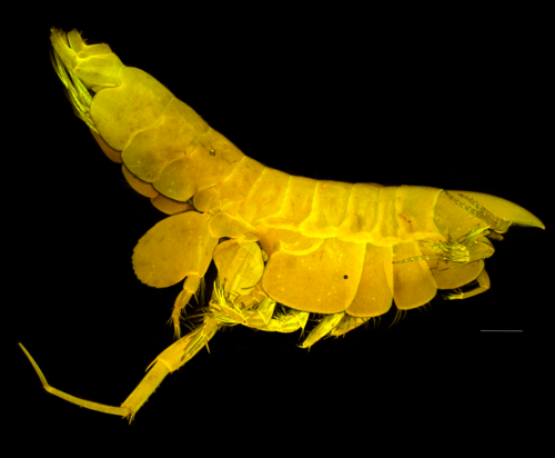 Harpinia lobata