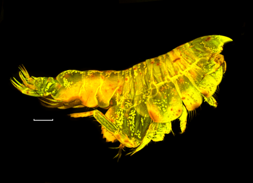 Harpiniopsis pedro
