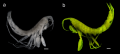 Liljeborgia scylla 