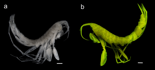 Liljeborgia scylla 