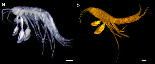 Liljeborgia sibylline
