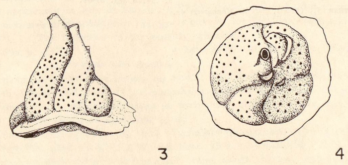 Carpenteria tapitia Narchi, 1960