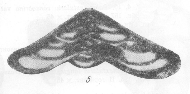 Tetrataxis pressulus Malakhova, 1956