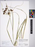 Bolboschoenus yagara, herbarium specimen PR 904279