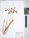 Bolboschoenus yagara, herbarium specimen PR 904966