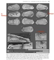 Pennyella pennyi Neale, 1974 in its redescription by Yasuhara et al. (2013: Fig 3)