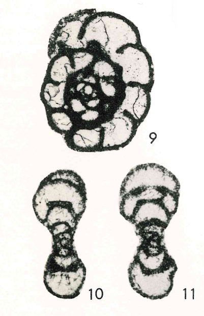 Planoendothyra mameti Igo &amp; Adachi, 1981