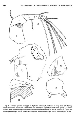 Deeveya spiralis Kornicker &amp; Iliffe, 1985 from the original description