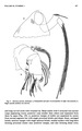 Deeveya spiralis Kornicker & Iliffe, 1985 from the original description