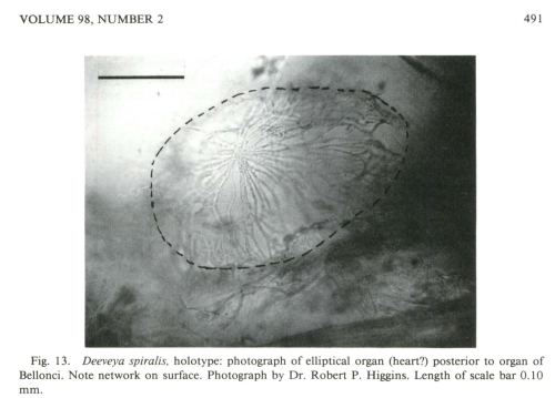 Deeveya spiralis Kornicker &amp; Iliffe, 1985 from the original description
