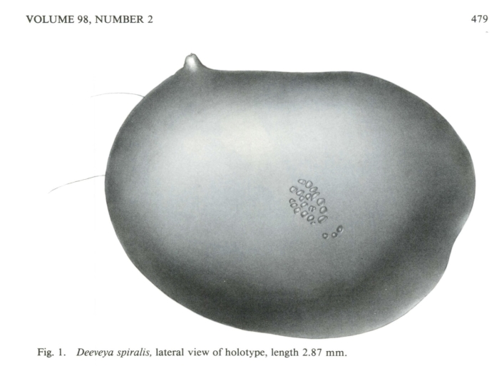 Deeveya spiralis Kornicker &amp; Iliffe, 1985 from the original description