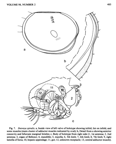 Deeveya spiralis Kornicker &amp; Iliffe, 1985 from the original description