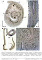 Solenofilomorpha crezeei
