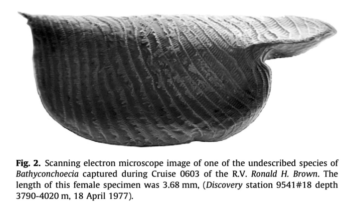 Bathyconhoecia, undescribed species