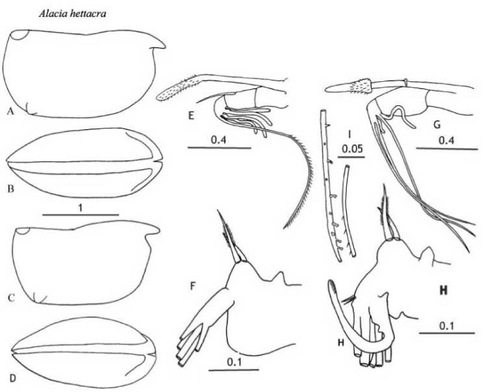  Alacia hettacra (Müller, 1906) from Blachowiak-Samolyk &amp; Angel (2004)