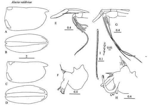  Alacia valdiviae (Müller, 1906) from Blachowiak-Samolyk &amp; Angel (2004)
