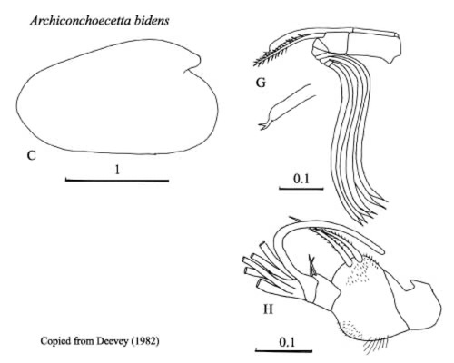 Archiconchoecetta bidens (Deevey, 1982) from Blachowiak-Samolyk &amp; Angel (2004)