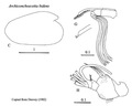 Archiconchoecetta bidens (Deevey, 1982) from Blachowiak-Samolyk & Angel (2004)