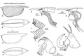 Archiconchoecissa cucullata (Brady, 1902) from Blachowiak-Samolyk & Angel (2004)