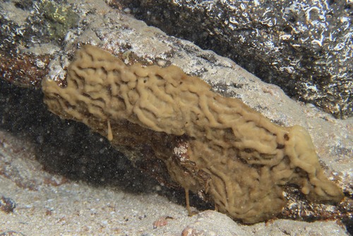 Oscarella antea from Cape Verde Island