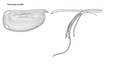 Proceroecia rivotella  from Blachowiak-Samolyk & Angel (2004)