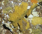 Plakinastrella freitasi from Cape Verde Islands, author: Pez, Thierry