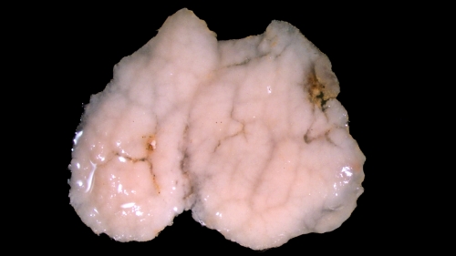 Plakinastrella cachupa from Cape Verde islands