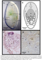 Pseudoposthia lata